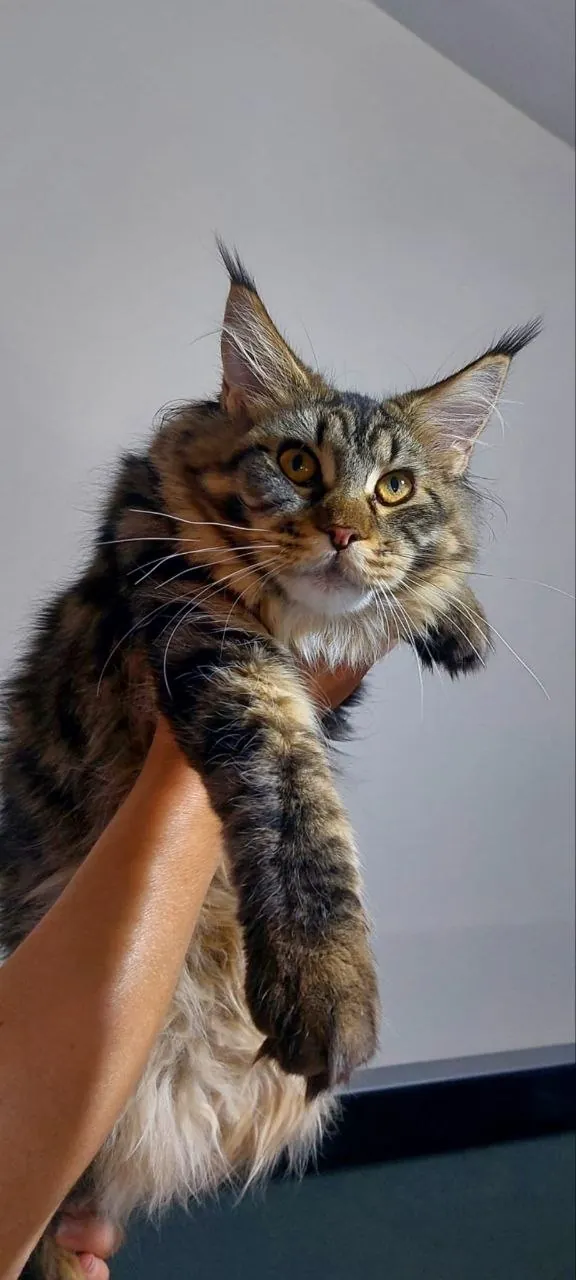 Котёнок мейн-кун, самка, с документами 1