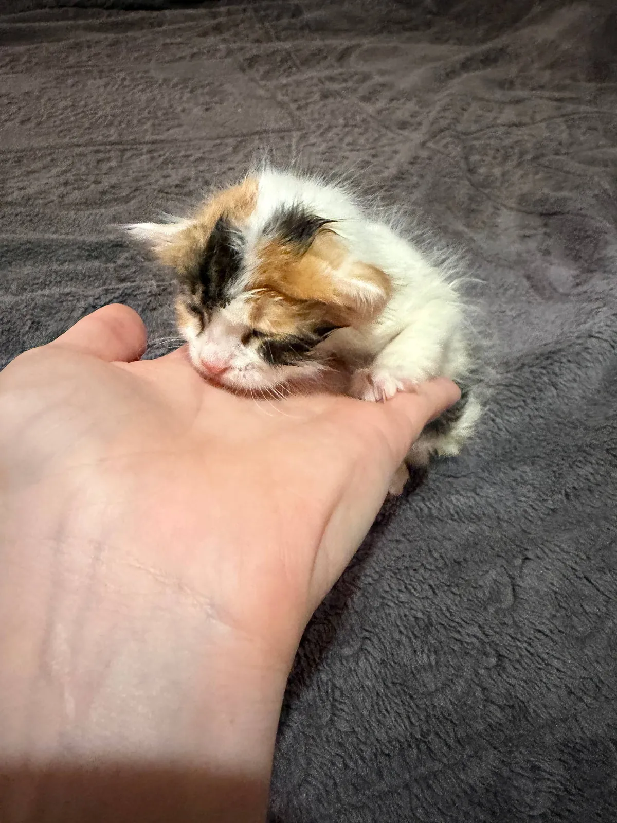 Найденный котёнок ищет дом в Стамбуле 3