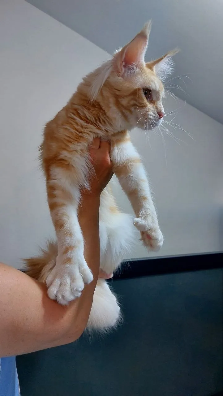 Котёнок мейн-кун, мальчик, полидакт 3